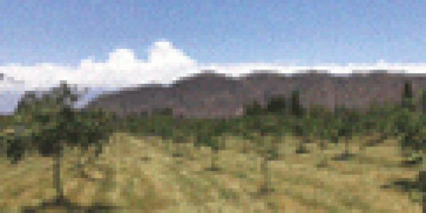 foto-1