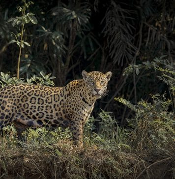 BELLEZA AMERICANA_PORT