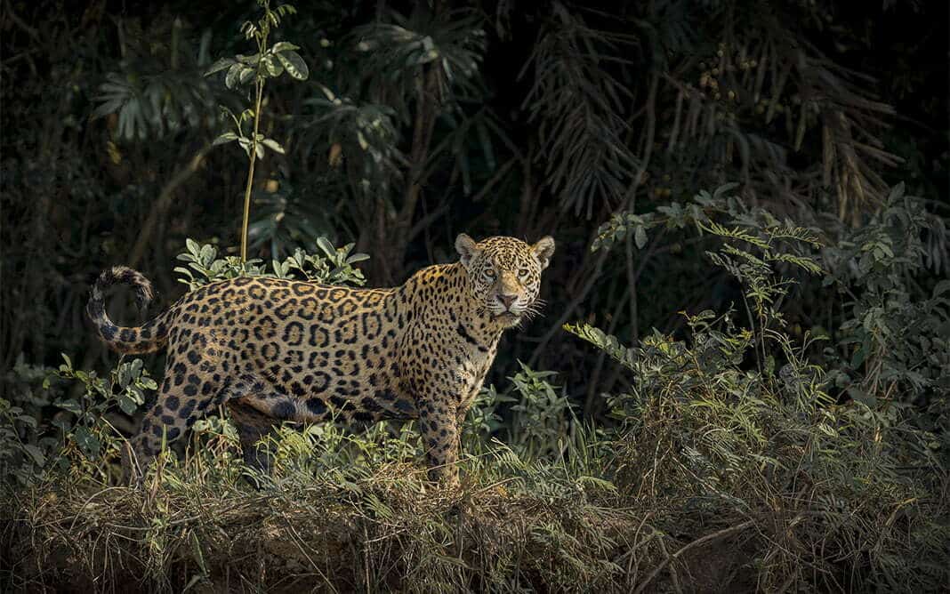 BELLEZA AMERICANA_PORT