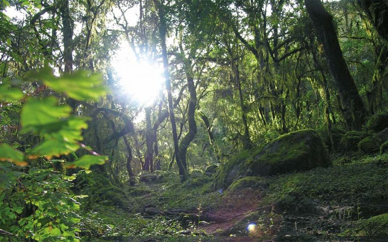 Explotación sustentable  en las yungas