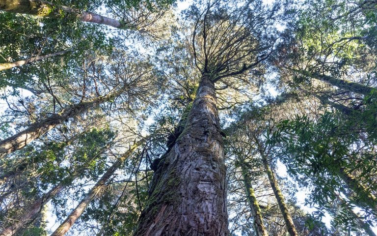 El valor de preservar  las plantas nativas
