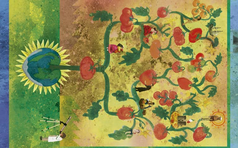 Buscando recuperar el sabor del tomate