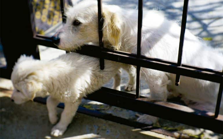 Cómo evitar que se escapen