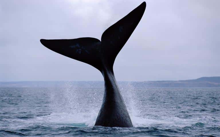 Conservar especies para salvar el planeta