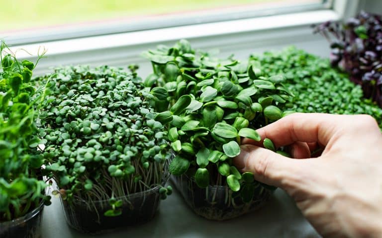 Cómo diseñar una huerta urbana