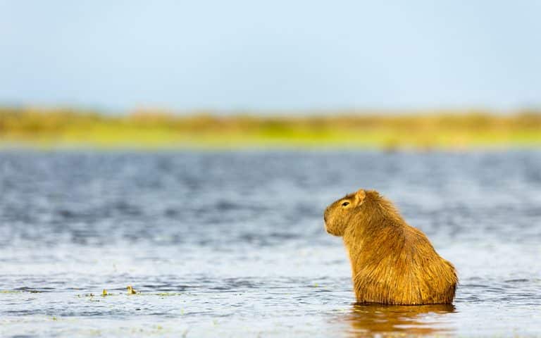 Esteros del Iberá: Aguas que brillan al ritmo del chamamé