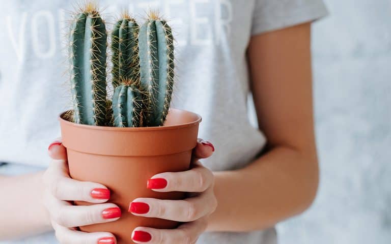 El cactus: un todoterreno