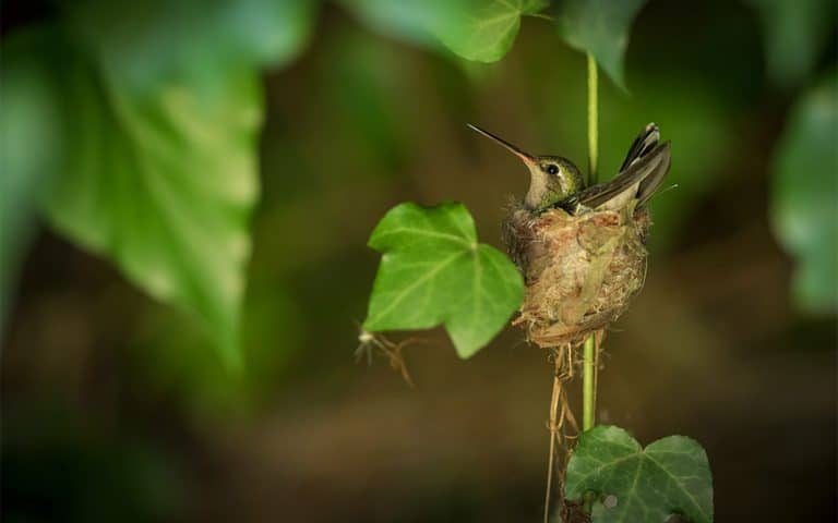 El mágico nido de un colibrí
