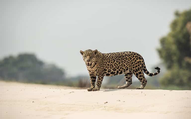 El reino del yaguareté