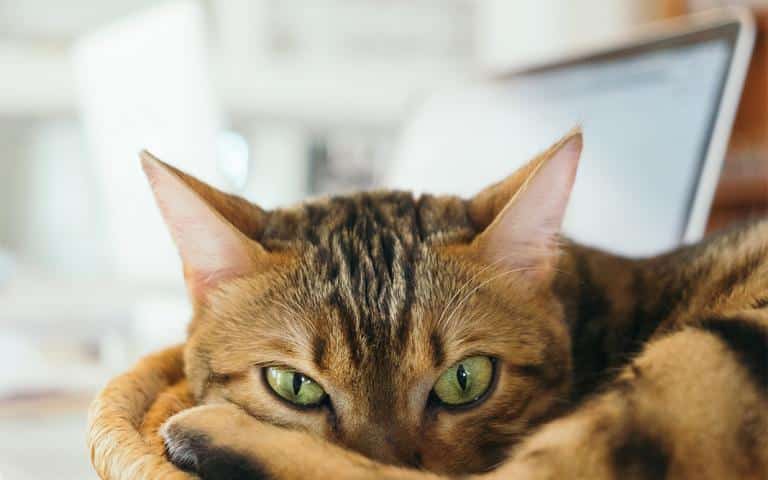 El teletrabajo ¿llegó para quedarse?