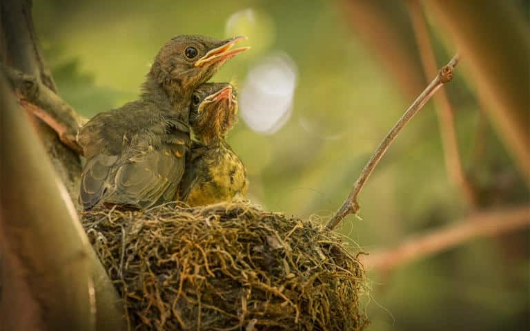 El zorzal, un canto a la vida