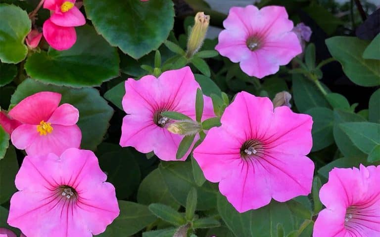 Flores para la primavera