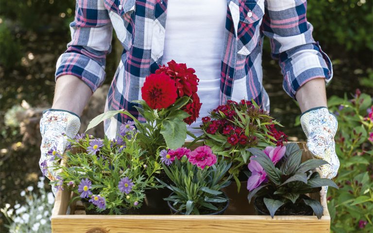 Flores de casa y de jardín