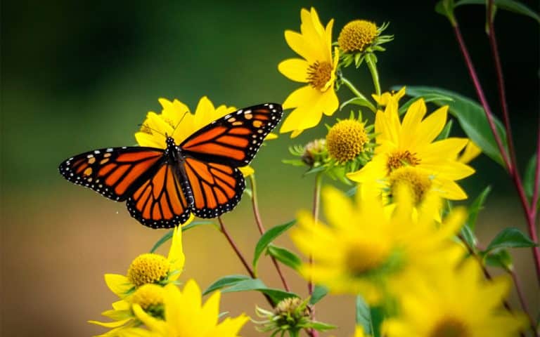 Hora de cuidar las mariposas