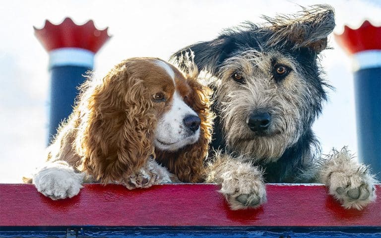 La dama y el vagabundo