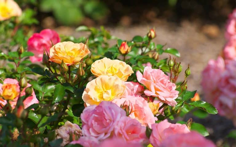 La vida color de rosa