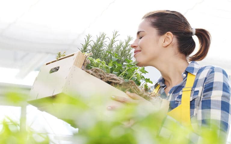 Las mejores plantas para hacer una huerta urbana