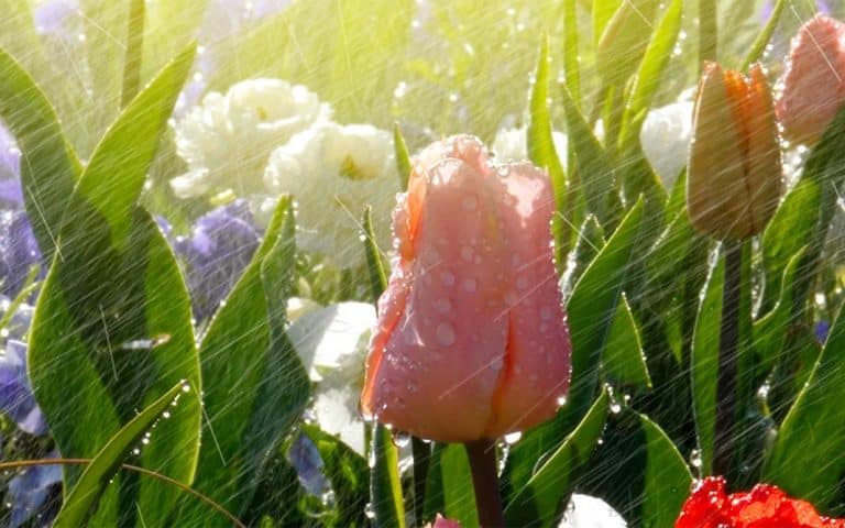 Las vacaciones y las plantas