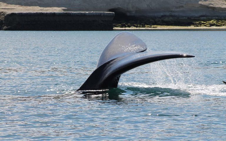 Puerto Madryn: viaje de ensueño