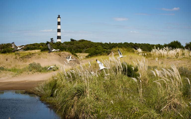 Mar de las Pampas – Las Gaviotas – Mar Azul: Un bosque atrapante con vista al mar