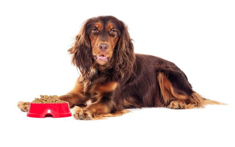 La importancia de una buena alimentación