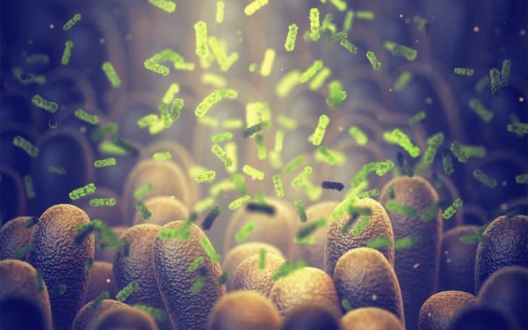 Microbiota: Un mundo fascinante
