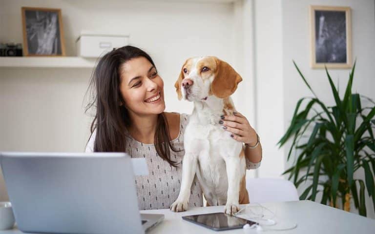 Mascotas: las nuevas compañeras de trabajo