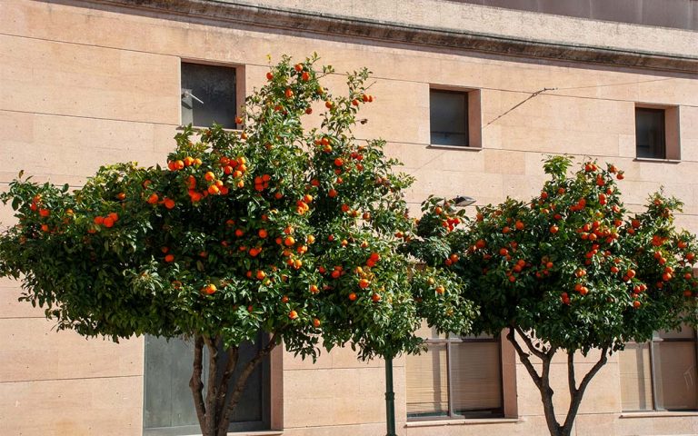 Plantar en la vereda