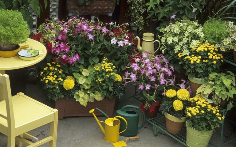 Plantas, flores y horticultura caseras