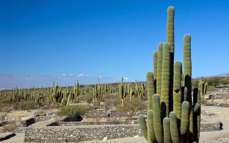 San Miguel de Tucumán: Historia, música y colores