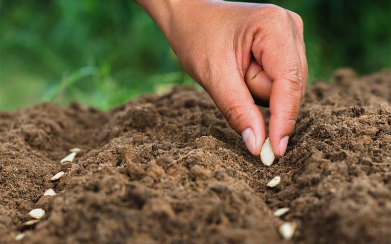 Semillas, el capital del futuro