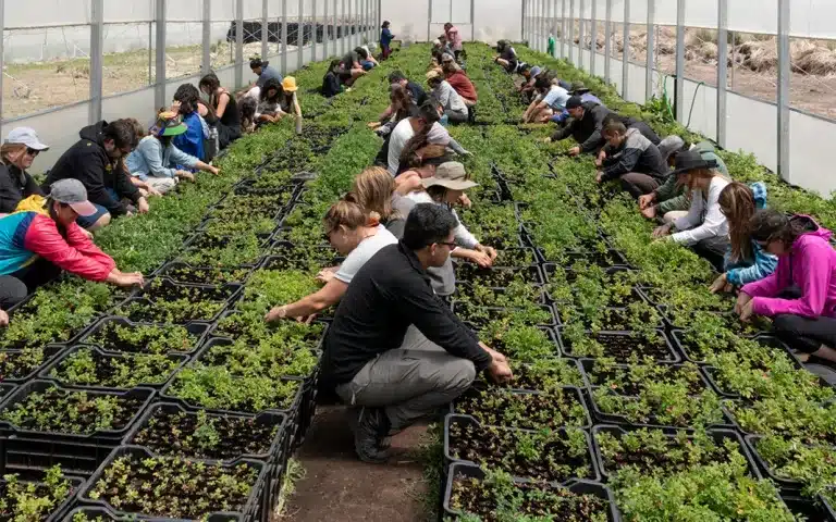 La epopeya de los tabaquillos