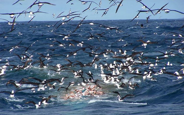 Tips para el consumo sustentable de pescado