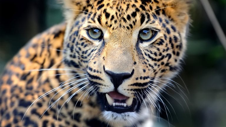 Un negocio ilegal que da millones 