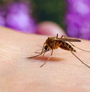 Culex pipiens feeding on a human host. Macro of common house mosquito sucking blood.