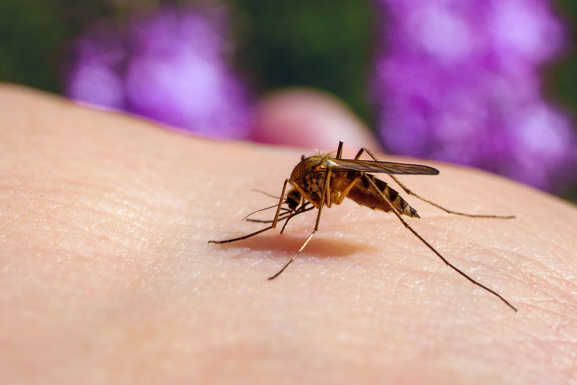 Culex pipiens feeding on a human host. Macro of common house mosquito sucking blood.
