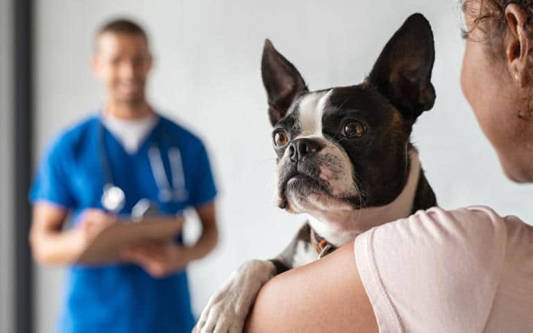 En favor de perros y gatos