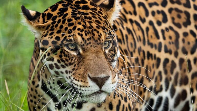 CAZAR YAGUARETÉS: UN DELITO SIN CONDENA