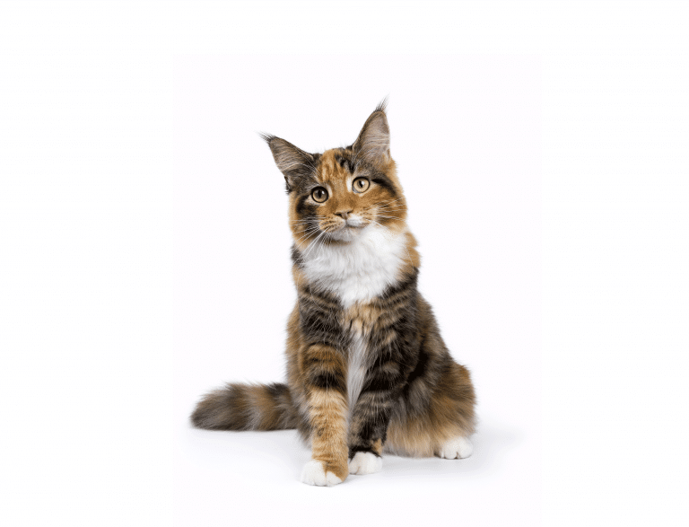 Adoptar un gato callejero