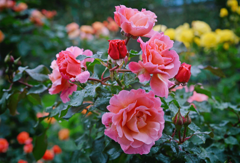 El cultivo de las rosas