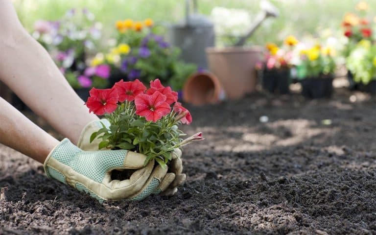 Un jardín a pleno sol