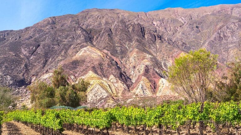 LA VENDIMIA DE LA QUEBRADA