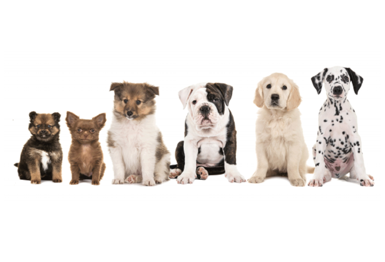 Cómo elegir el cachorro ideal