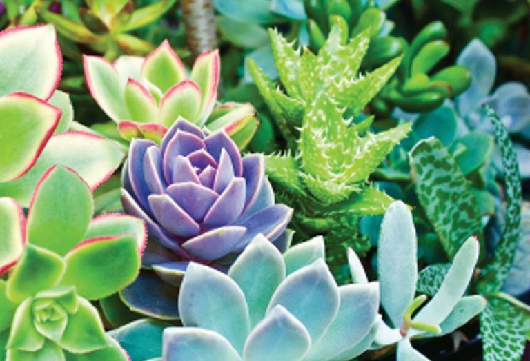 Plantas camaleónicas