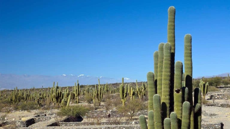 TUCUMÁN: EL JARDÍN DE LA MÚSICA ETERNA