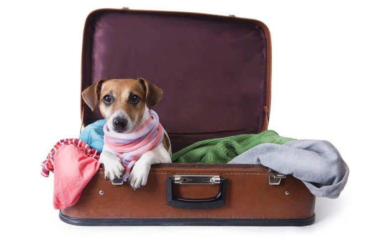 Viajar con las mascotas