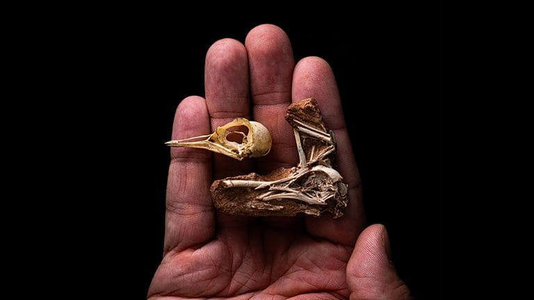 Un investigador argentino participó de un descubrimiento clave en Brasil 