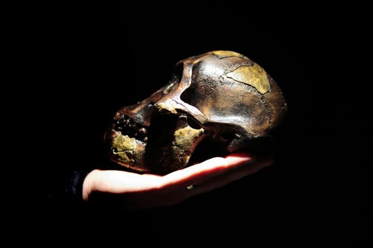 REVELAN COEXISTENCIA DE AUSTRALOPITHECUS Y HOMO HACE 2,8 MILLONES DE AÑOS
