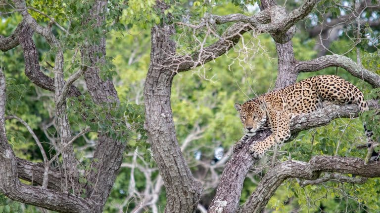 29 DE ABRIL: PROTEGER LOS HÁBITATS PARA PRESERVAR LAS ESPECIES