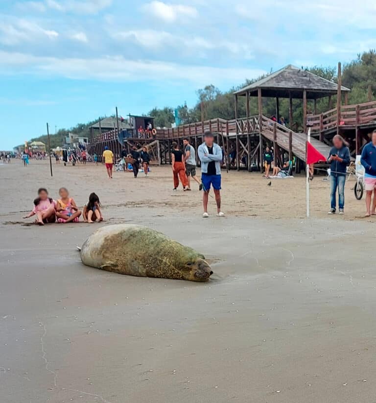 CÓMO TIENEN QUE ACTUAR LOS TURISTAS SI ENCUENTRAN ANIMALES MARINOS EN LA PLAYA